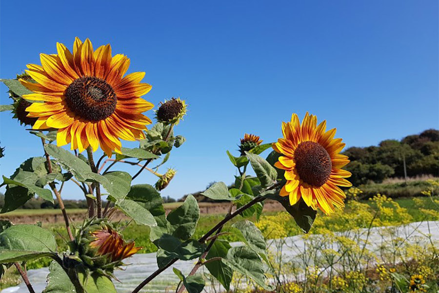 Le potager des embruns à Guissény